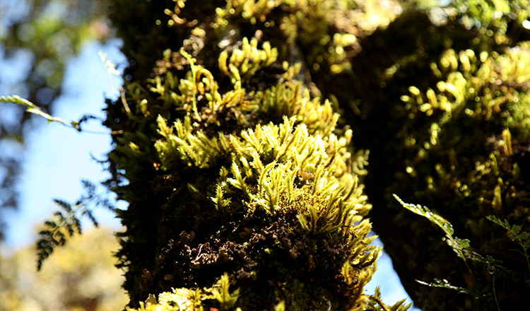 Pata de conejo Pata de conejo