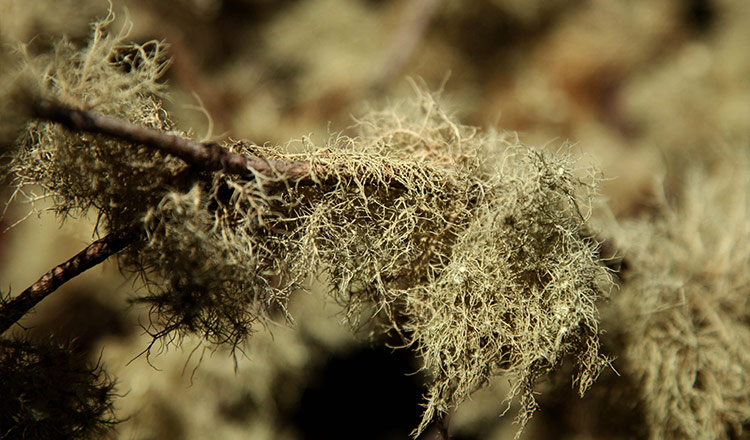 Musgo amarillo Musgo amarillo