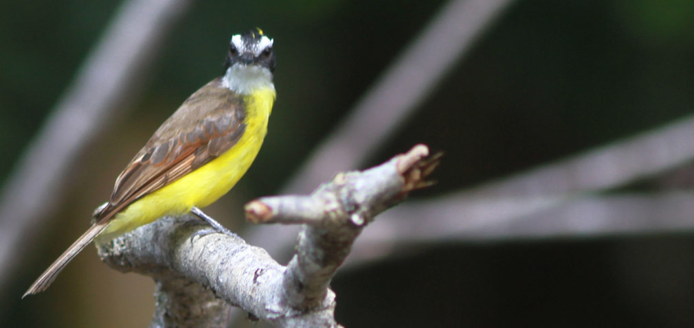cuyabeno