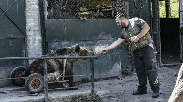 Un refugio acoge a osos y lobos traumatizados en Grecia