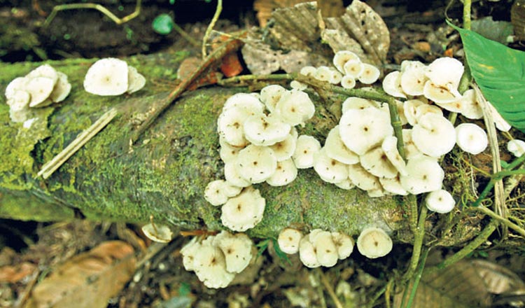 El Bosque Es La Botica Del Tsachila Planeta El Comercio