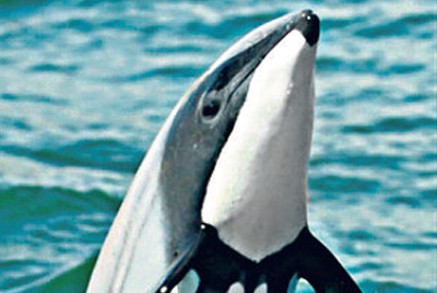 Delfín de Maui
