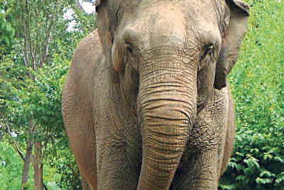 Elefante asiático