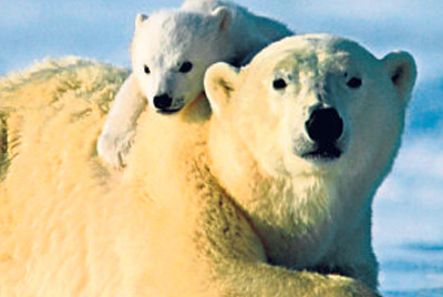 Oso Polar