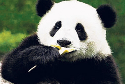 Panda gigante