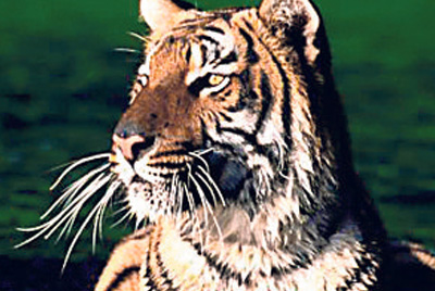 Tigre de Bengala