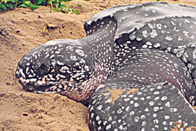 Tortuga laúd